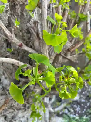 津神社(茨城県)