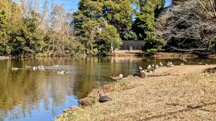 菊田神社の動物