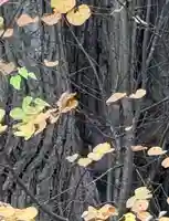 栗沢神社(北海道)