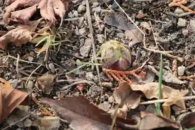 滑川神社 - 仕事と子どもの守り神の自然