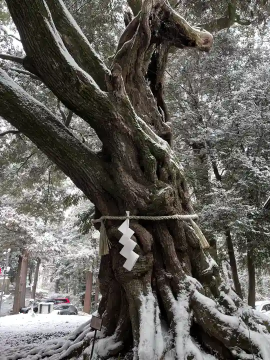 大杉神社の{uncategorized: "未分類", other: "その他", undefined: "問題あり", building: "その他建物", grave: "お墓", sacred_gate: "鳥居", guardian: "狛犬", statue: "像", buddha: "仏像", history: "歴史", nature: "自然", garden: "庭園", animal: "動物", pagoda: "塔", temizu: "手水舎", mountain_gate: "山門・神門", sanctuary: "本殿・本堂", subordinate: "末社・摂社", art: "芸術", scenery: "景色", jizo: "地蔵", ema: "絵馬", goshuin: "御朱印", omikuji: "おみくじ", items: "授与品その他", amulet: "お守り", goshuincho: "御朱印帳", eats: "食事", festival: "お祭り", votive_dance: "神楽", shichigosan: "七五三参", wedding: "結婚式", experience: "体験その他", initially: "初詣", around: "周辺", anti_infection: "感染症対策"}