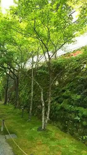 三千院門跡の自然