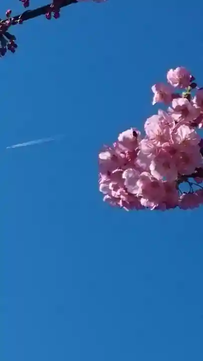 寛永寺(根本中堂)(東京都)