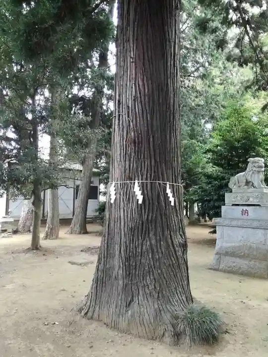 香取大神社の自然