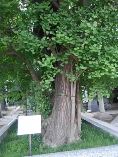 飛木稲荷神社の自然