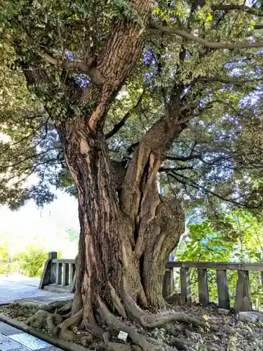 湯島聖堂の自然