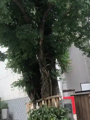 櫛田神社の自然