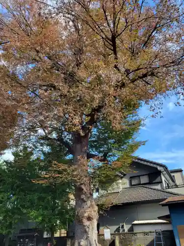 上戸田氷川神社の自然