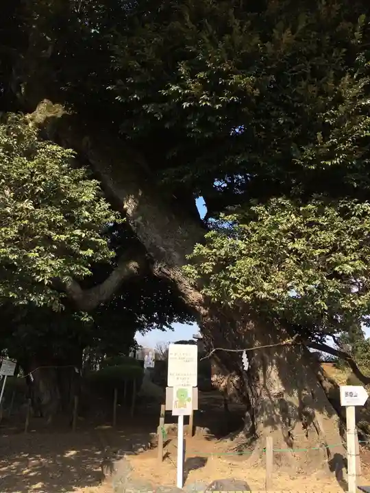 九重神社の自然