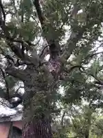 藤森神社の自然