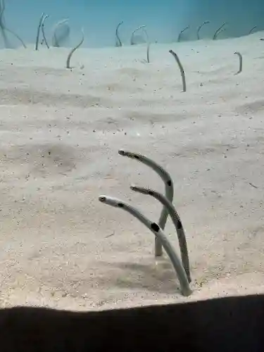 大洗磯前神社(茨城県)
