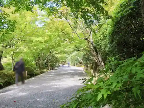 龍安寺の庭園