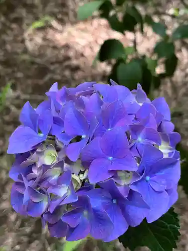 高幡不動尊　金剛寺(東京都)