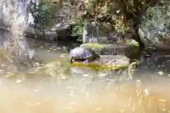 香取神宮の動物