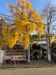 波除神社（波除稲荷神社）の鳥居