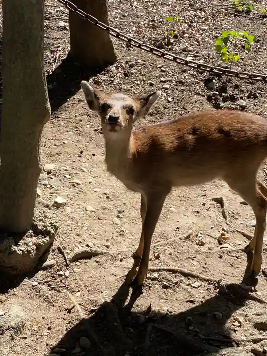 興福寺 南円堂の動物