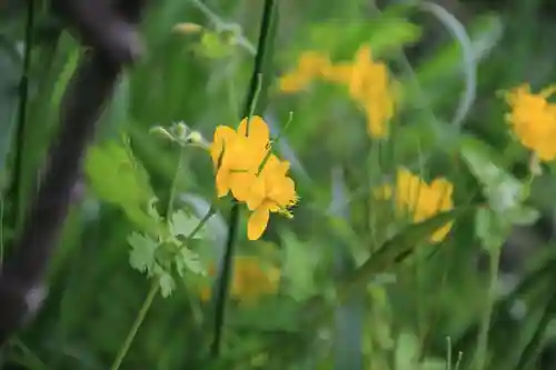 阿久津「田村神社」（郡山市阿久津町）旧社名：伊豆箱根三嶋三社の自然
