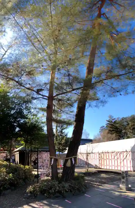 櫻木神社(千葉県)