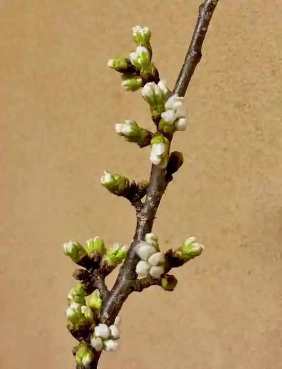 蚊里田八幡宮(長野県)