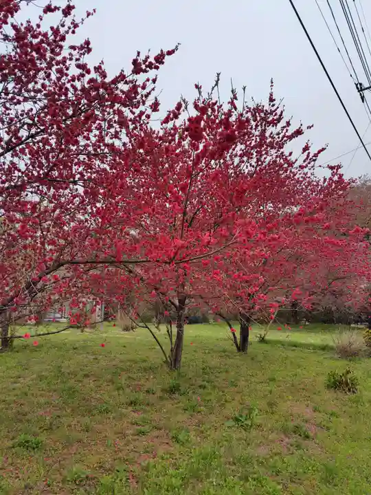 医光寺(群馬県)