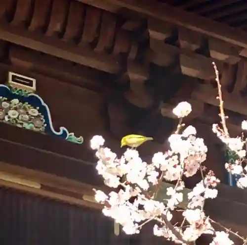 湯島天満宮の動物