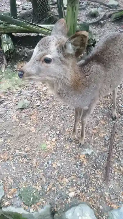夫婦大國社(春日大社末社)(奈良県)