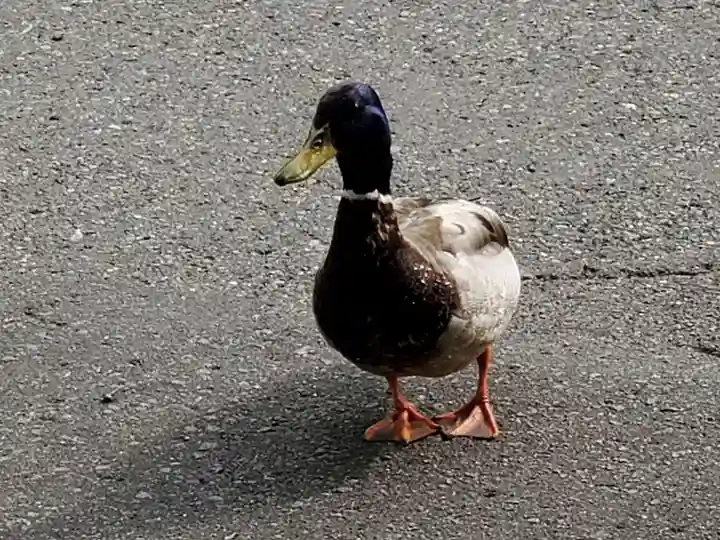 北鎮安全神社の動物