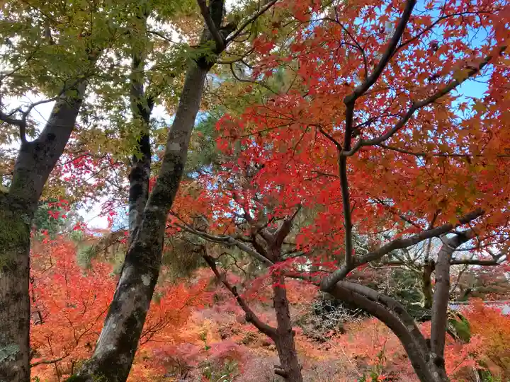 東福禅寺(東福寺)の自然
