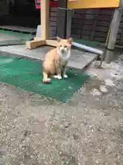 縣主神社の動物