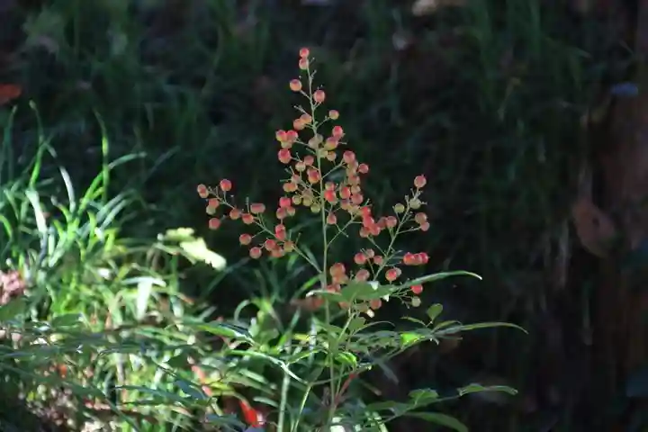 阿久津「田村神社」(郡山市阿久津町)旧社名:伊豆箱根三嶋三社の庭園