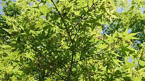 諏訪神社の自然