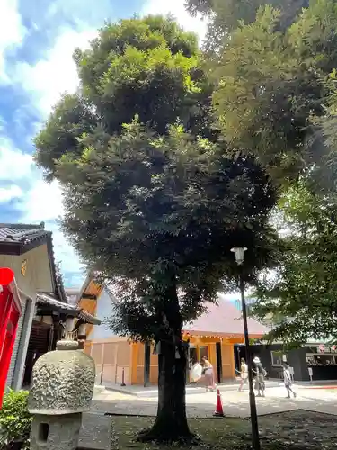 新井天神北野神社の自然