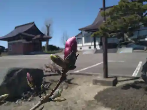雨竜　専福寺(北海道)