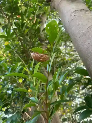 植田八幡神社(福島県)