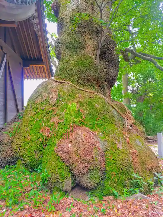 八幡社(西)の自然