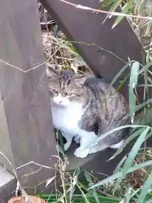 聖神社(埼玉県)