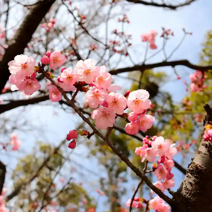 三津厳島神社の自然