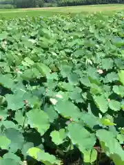 丹生大師 神宮寺の自然