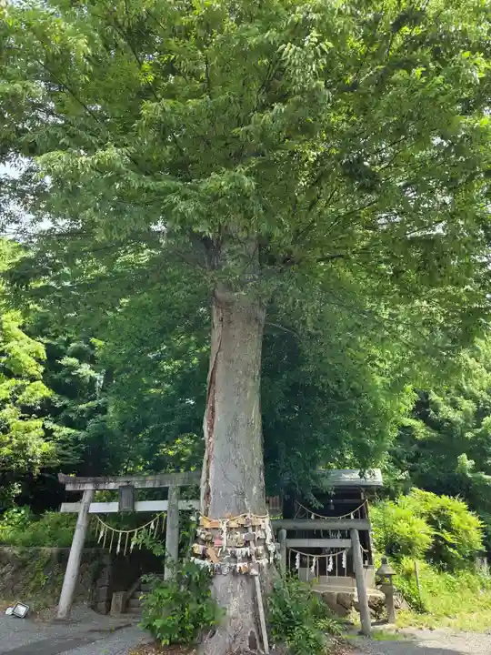 八雲神社(緑町)(栃木県)