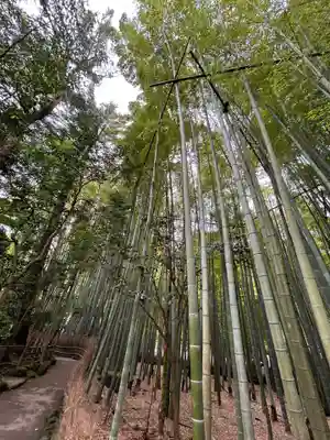 報国寺(神奈川県)