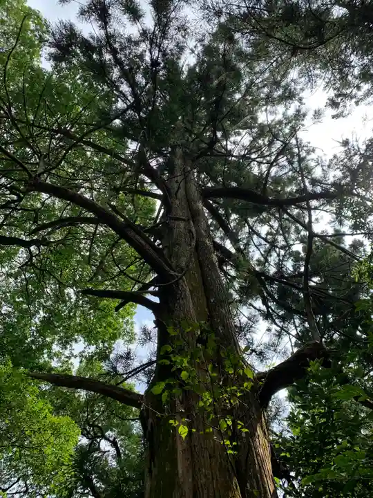 加茂神社の自然