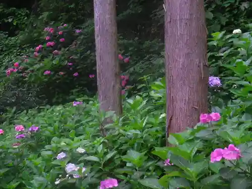 御霊神社の自然
