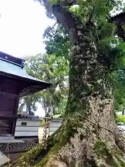 溝口竃門神社の自然