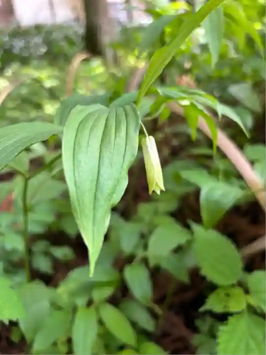 岩戸別神社(栃木県)