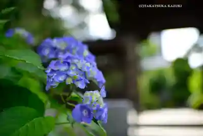 高幡不動尊　金剛寺(東京都)