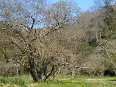 圓久寺（円久寺）の自然