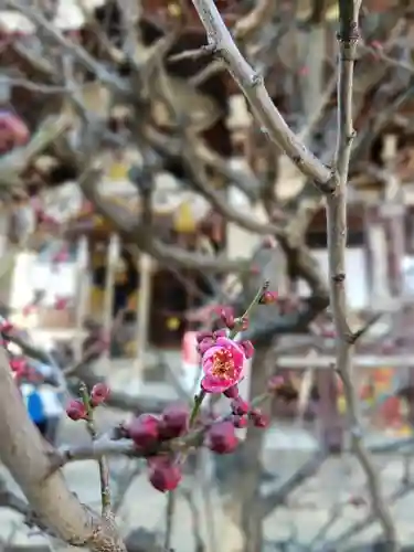 諏訪神社の自然