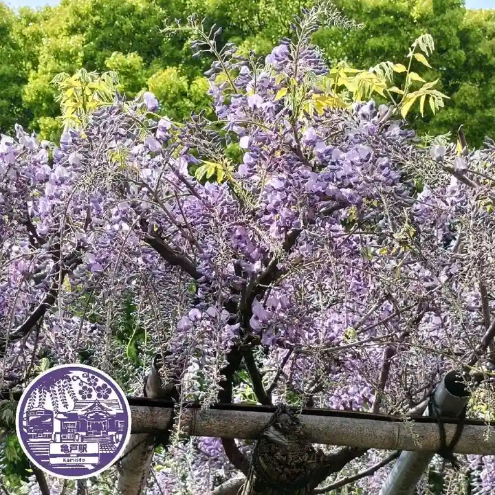 亀戸天神社(東京都)