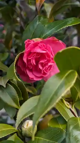 日體寺(京都府)