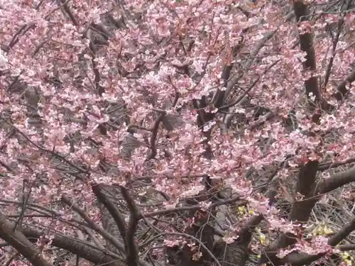 鶴岡八幡宮の自然